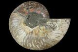 Agatized Ammonite Fossil (Half) - Madagascar #88256-1